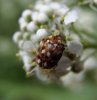 Beetles - Dermestidae