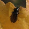 Beetles - Drilidae