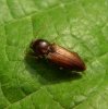 Beetles - Elateridae