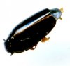 Beetles - Gyrinidae