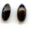 Beetles - Hydraenidae