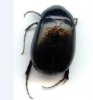 Beetles - Hydrophilidae