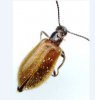 Beetles - Lagriidae