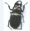 Beetles - Lucanidae