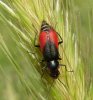 Beetles - Malachiidae