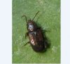 Beetles - Mecetophagidae