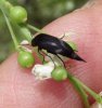 Beetles - Mordellidae