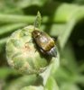 Beetles - Bruchidae