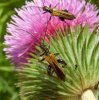 Beetles - Odemeridae