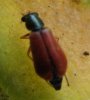 Beetles - Pyrochroidae