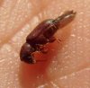 Beetles - Scolitidae