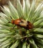 Beetles - Rhipiphoridae