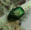 Beetles - Scarabaidae