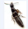 Beetles - Staphylinidae