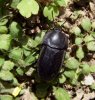 Beetles - Silphidae