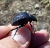 Beetles - Tenebrionidae