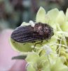 Beetles - Buprestidae