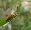 Beetles - Cantharidae