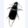 Beetles - Carabidae