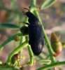 Beetles - Catopidae