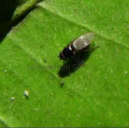 Agromyza-sp-3