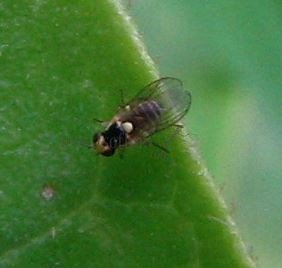 Liriomyza bryoniae -1