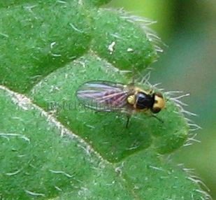 Liriomyza bryoniae-3