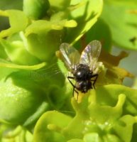 Agromyza sp-1