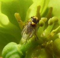 Liriomyza bryoniae-7
