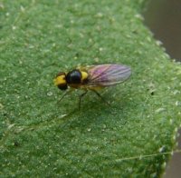 Liriomyza bryoniae-8