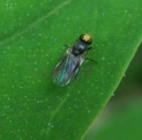 Liriomyza nigriscutellata-1