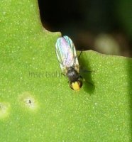 Liriomyza nigriscutellata-2