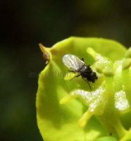 Agromyza sp-2