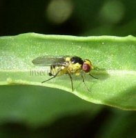 Liriomyza bryoniae-4