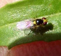 Liriomyza bryoniae-5