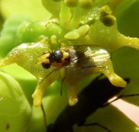 Liriomyza bryoniae-6