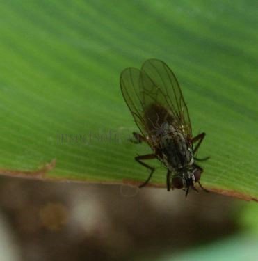 Egle ciliata