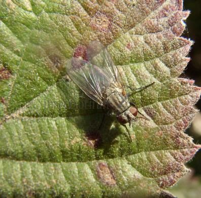 Phorbia nuceicornis