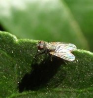 Anthomyiidae-4