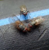 Flies-Anthomyiidae