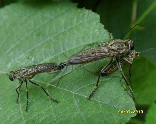 Neomochtherus geniculatus-3