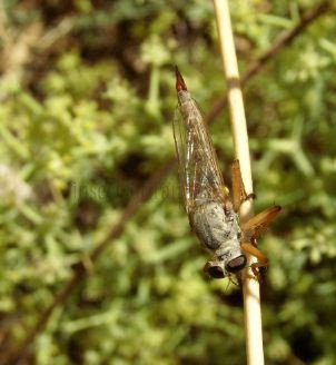 Neomochtherus pallipes -1