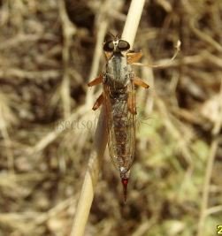 Neomochtherus pallipes -2