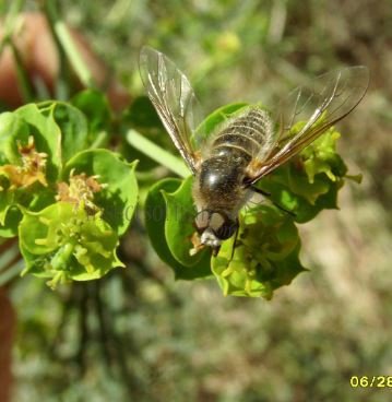 Lomatia lateralis-1