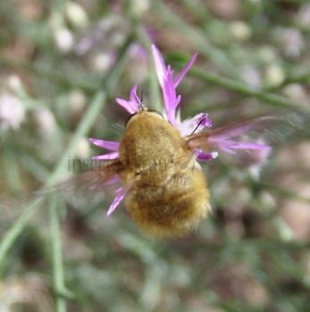 Bombylius venosus -1