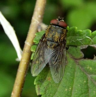 Pollenia rudis-2