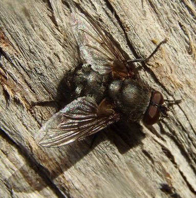 Pollenia vagabunda