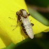 Flies - Ceratopogonidae-پشه