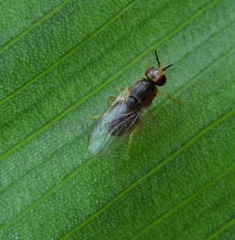 Elachiptera brevipennis