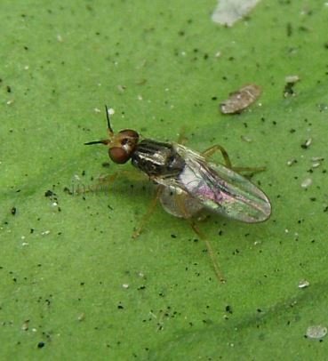 Elachiptera brevipennis-2